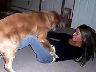 dog licking wet pussy her mistress